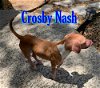 Crosby Nash