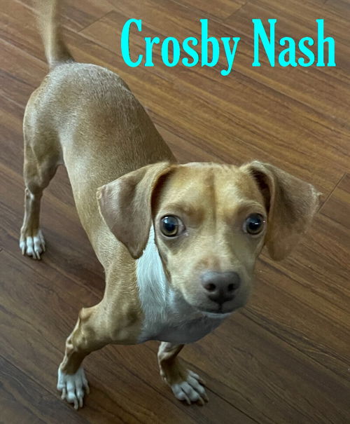 Crosby Nash