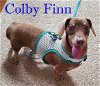 Colby Finn