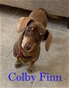 Colby Finn
