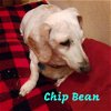 Chip Bean +
