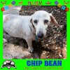 adoptable Dog in  named Chip Bean +