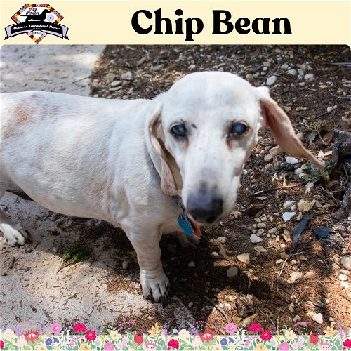 Chip Bean +
