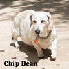 Chip Bean +