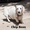 Chip Bean +