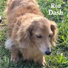 Rio Dash