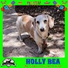 adoptable Dog in  named Holly Bea +
