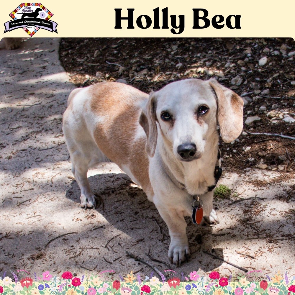 adoptable Dog in San Antonio, TX named Holly Bea +