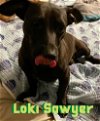 Loki Sawyer