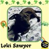 Loki Sawyer