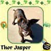 Thor Jasper