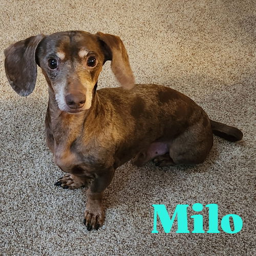 Milo Fleck
