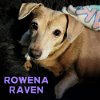 Rowena Raven