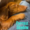 Forrest Shadow