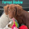 Forrest Shadow