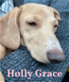 Holly Grace