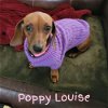 Poppy Louise