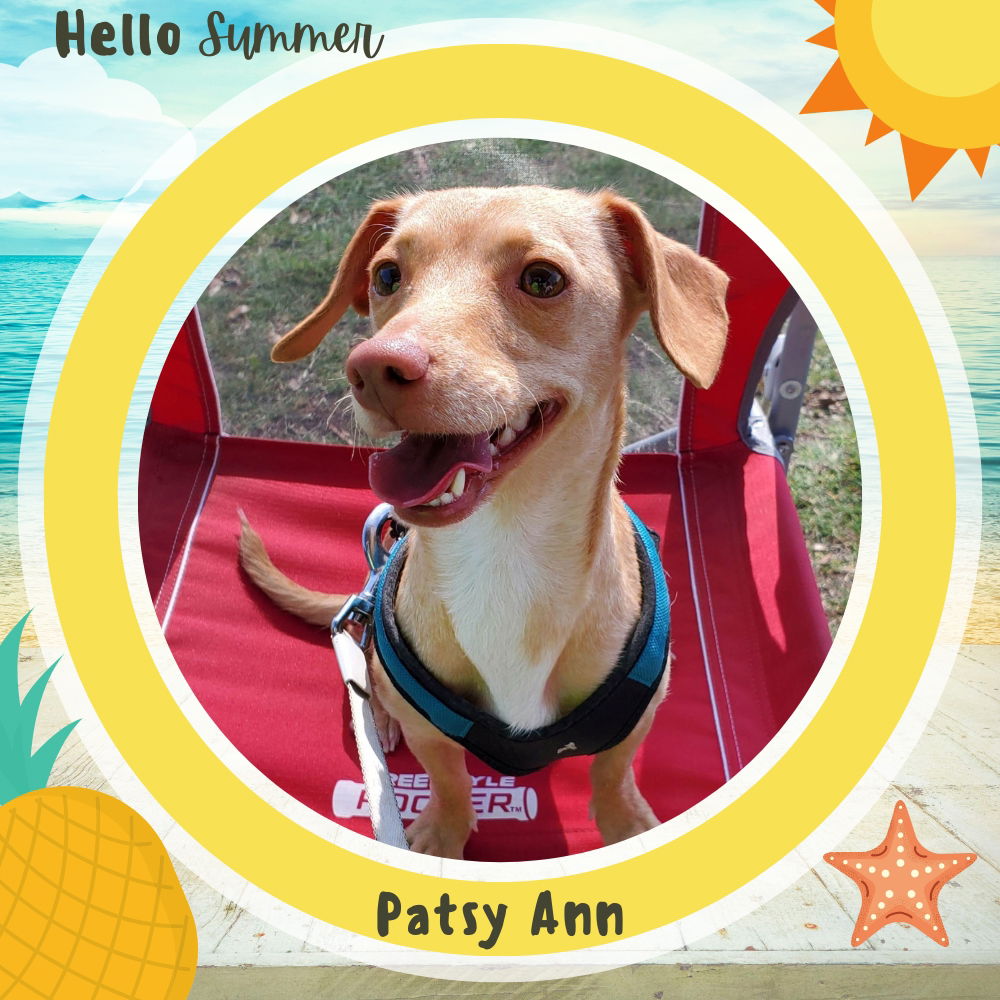 adoptable Dog in San Antonio, TX named Patsy Ann