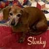 Slinky Patrick