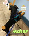 Asher Cruz
