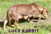 Lucy Rabbit