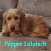 Pepper Lulatsch