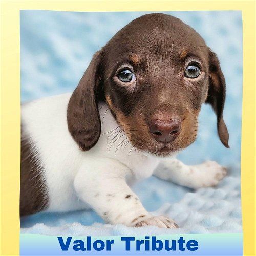 Valor Tribute