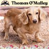 adoptable Dog in  named Thomas O
