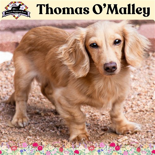 Thomas O'Malley