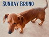 Sunday Bruno