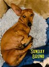 Sunday Bruno