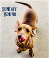 Sunday Bruno