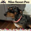 adoptable Dog in  named Miss Sweet Pea