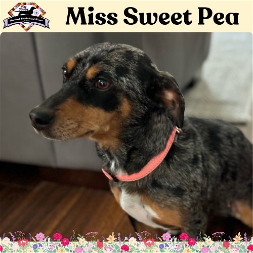 Miss Sweet Pea