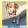 Milo Ryder