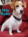 Milo Ryder