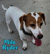 Milo Ryder