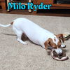 Milo Ryder