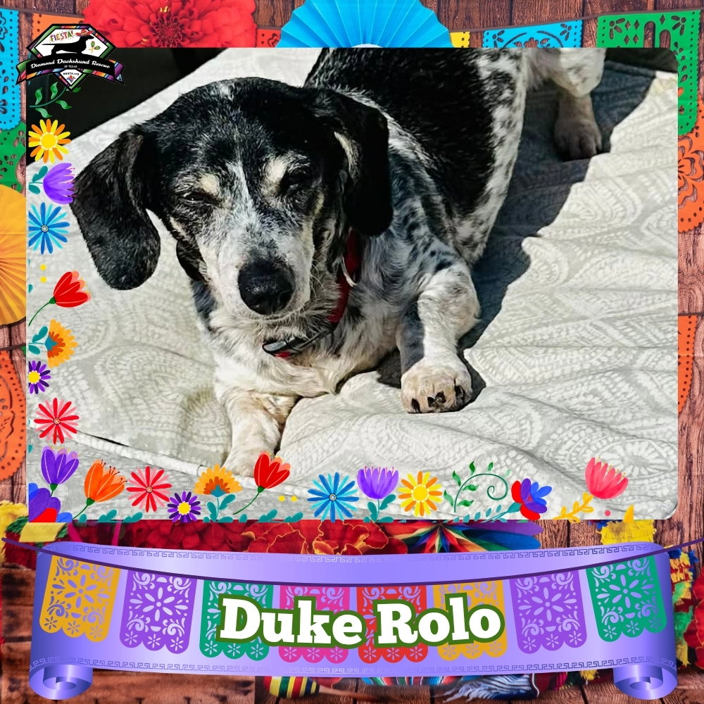 Duke Rolo