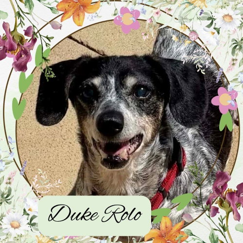 Duke Rolo, an adoptable Dachshund in San Antonio, TX