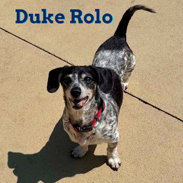 Duke Rolo