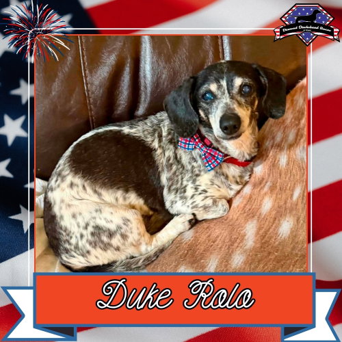 Duke Rolo, an adoptable Dachshund in San Antonio, TX