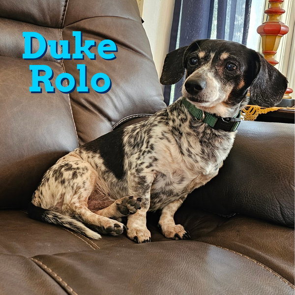 Duke Rolo