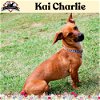 adoptable Dog in  named Kai Charlie