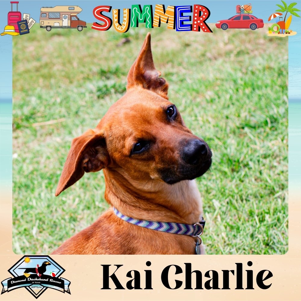 adoptable Dog in San Antonio, TX named Kai Charlie