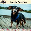 adoptable Dog in  named Leah Amber