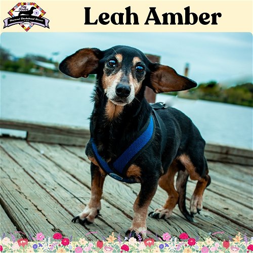 Leah Amber