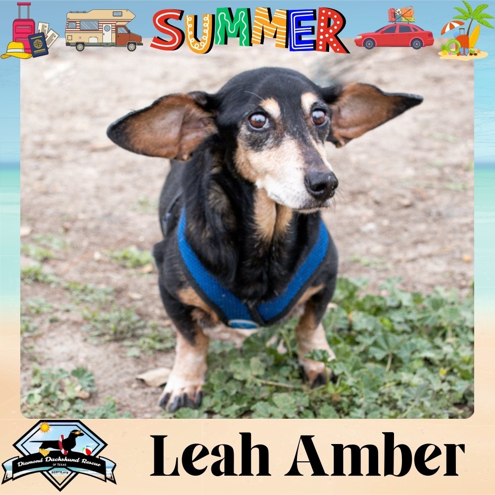 adoptable Dog in San Antonio, TX named Leah Amber