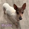adoptable Dog in  named Maylin