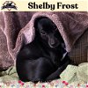 adoptable Dog in  named Shelby Frost